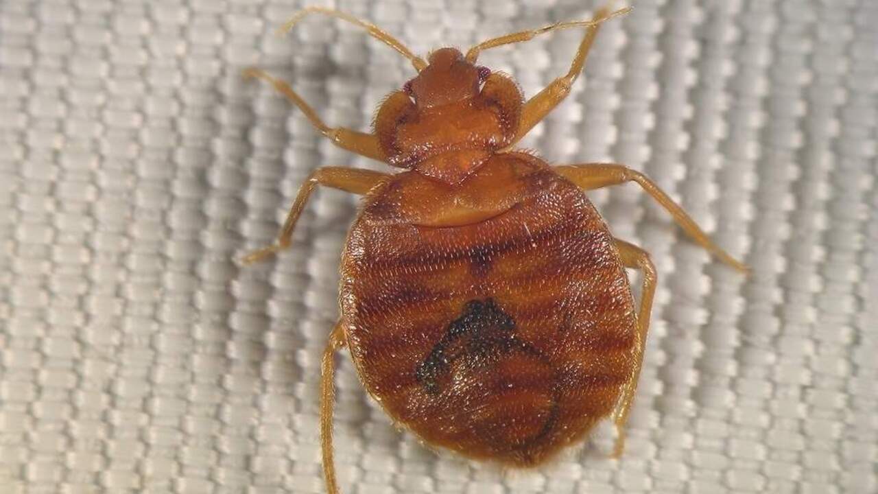 Detail ploštice na matraci počas zamorenia