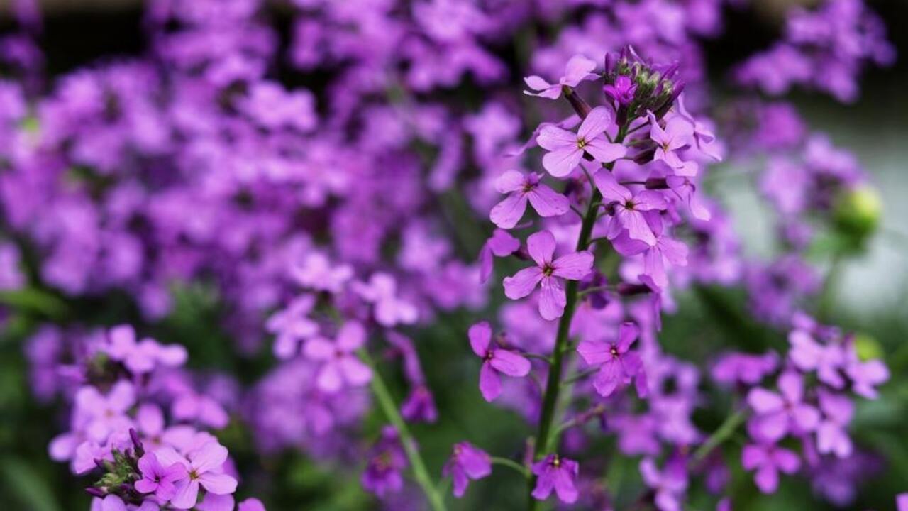 Fialové kvety mesačnice ročnej Lunaria annua v plnom kvete