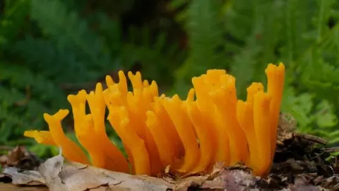 Parôžkovec lepkavý (Calocera viscosa) – žltá huba pripomínajúca plamienky v lese