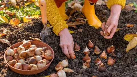 Sadenie cibuľovín do pôdy na jeseň – príprava záhona pre jarné kvety