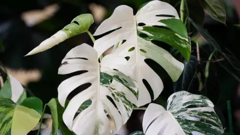 Detail listov monstery 'Variegata' s bielymi a zelenými plochami.