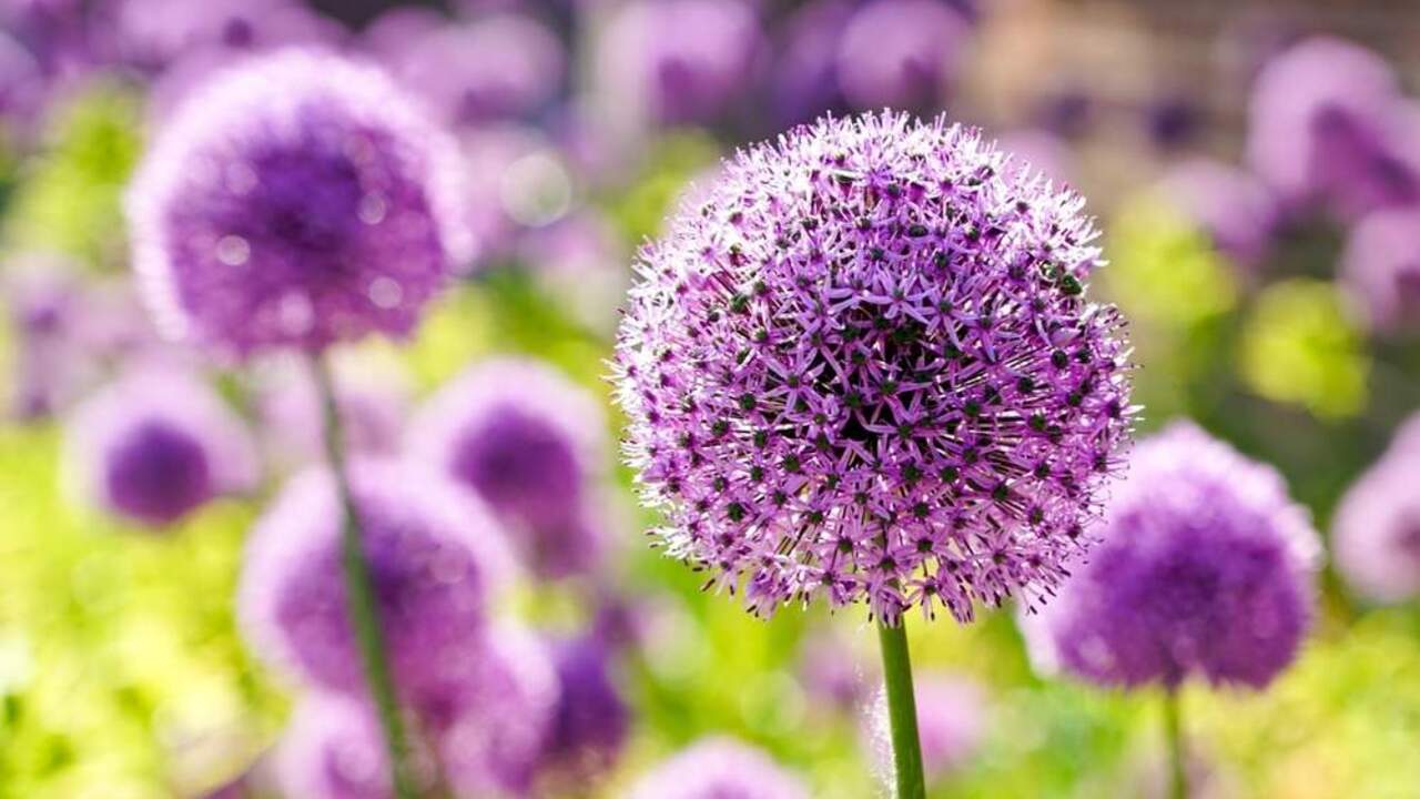 Detail fialového kvetu okrasného cesnaku na slnečnom záhone.