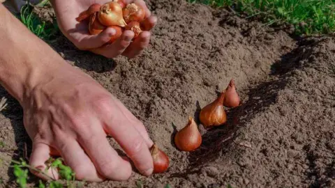 Výsadba cibuliek tulipánov do zeme s rozostupmi
