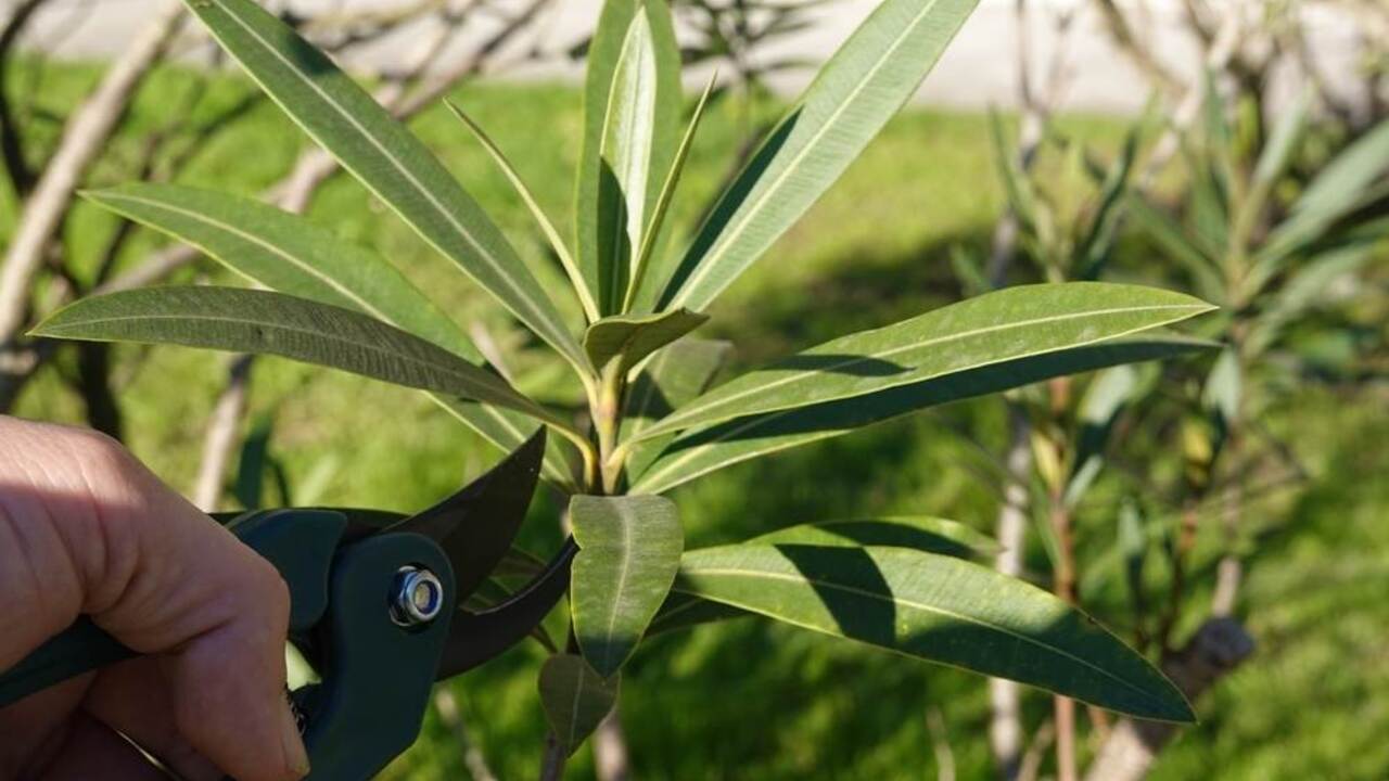 Záhradník strihá výhonky oleandra nožnicami