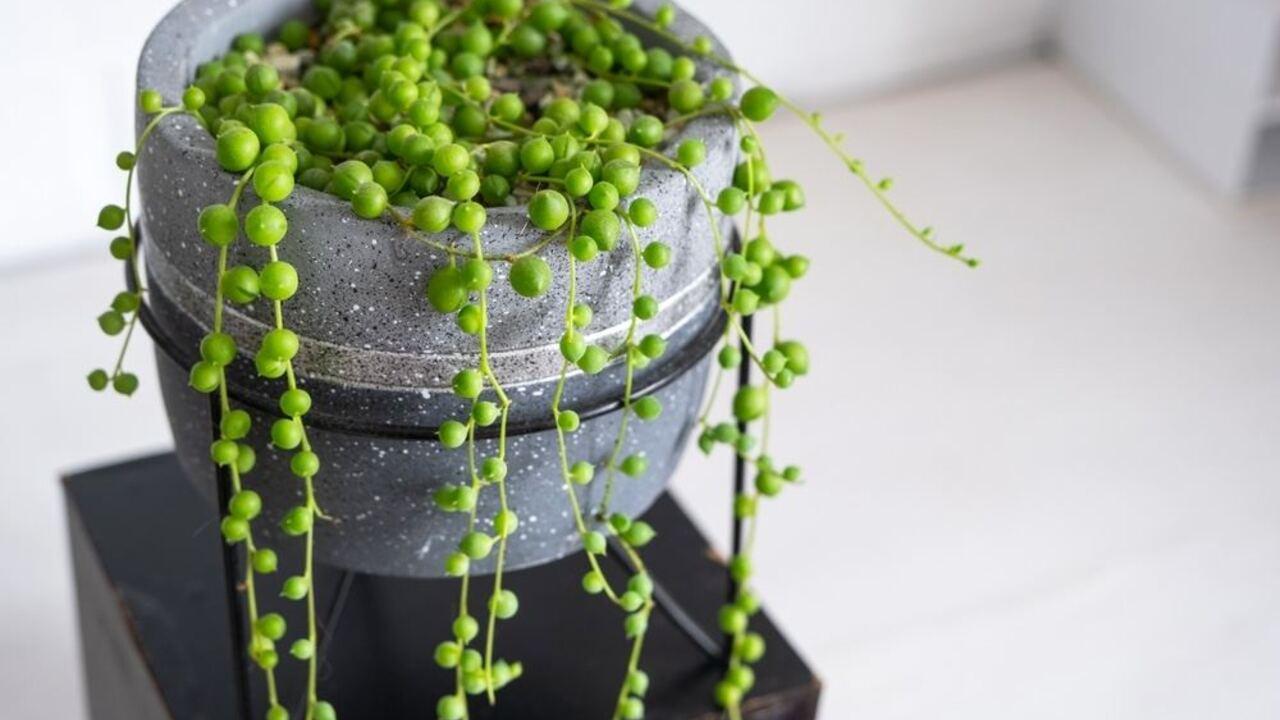 Starček Rowleyho v modernom črepníku, previsnuté výhonky so zelenými guľôčkami pripomínajúcimi šnúru perál.