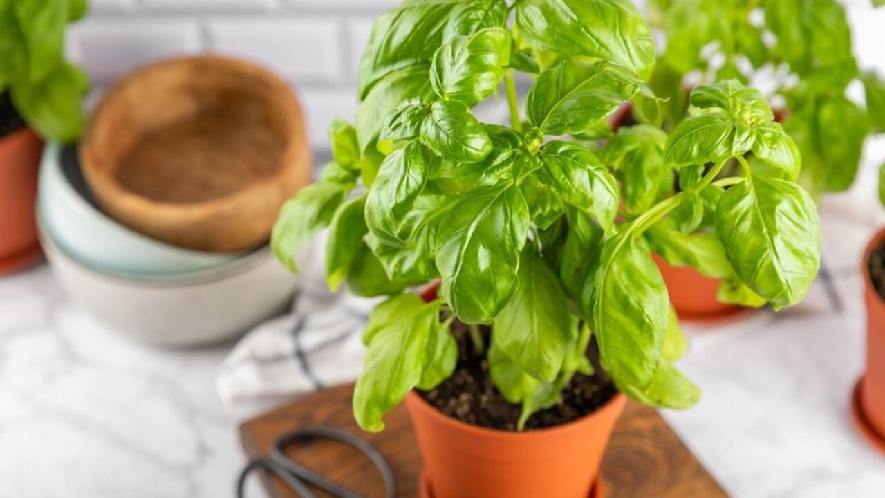 Čerstvá bazalka v kvetináči na kuchynskom stole