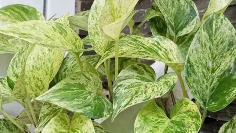 Detail zelených listov potosovca s typickými žltými škvrnami.