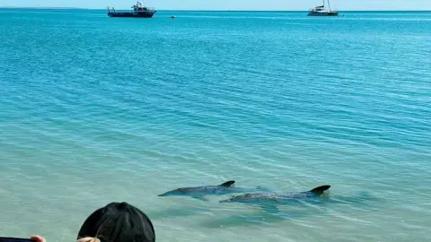 Žralok plávajúci blízko pláže s turistami.