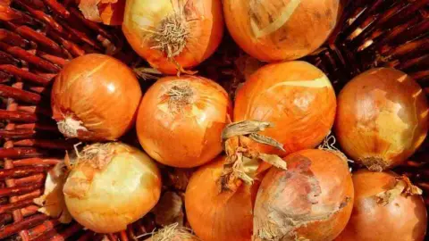 Cibuľa uložená v košíku pripravená na dlhodobé skladovanie
