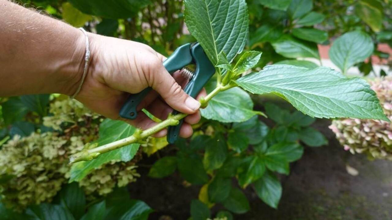 Odoberanie polodrevnatých odrezkov hortenzie v septembri pomocou nožníc