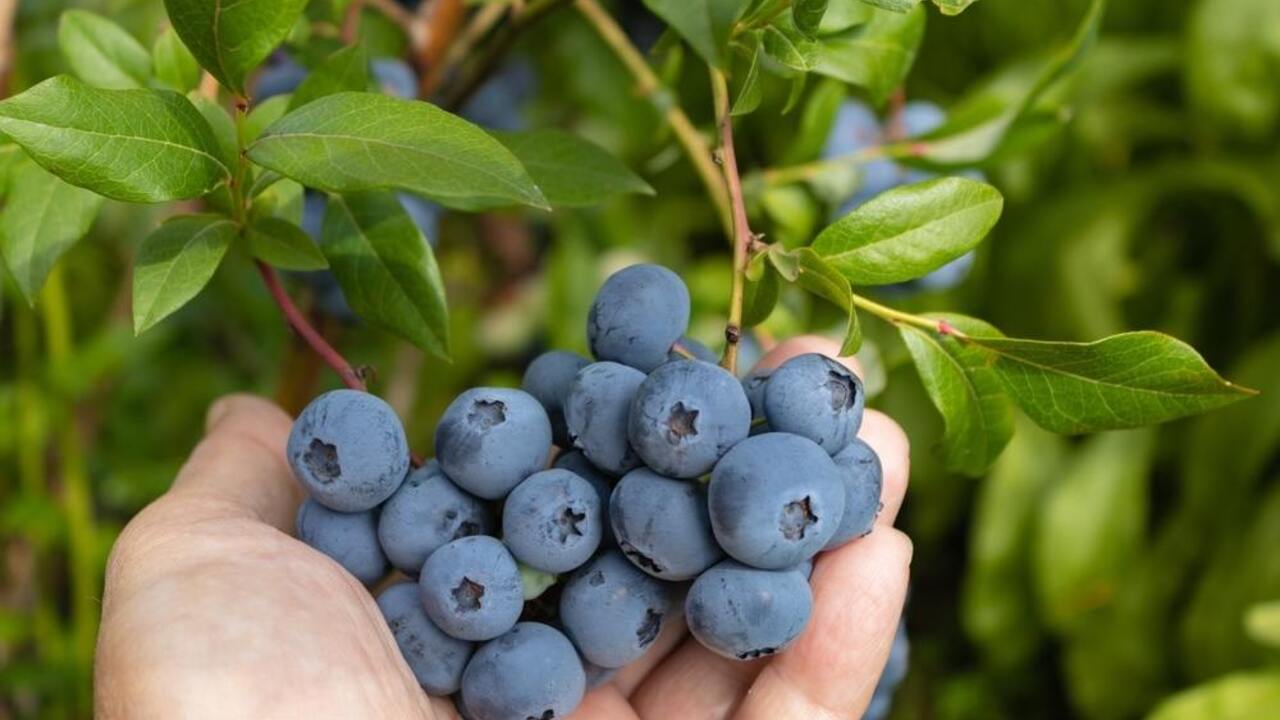 Zrelé plody čučoriedok pripravené na zber v letnej záhrade