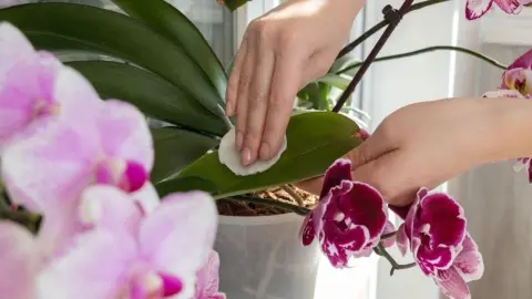 Ruka utiera listy orchidey vatovým tampónom – starostlivosť o izbovú rastlinu pre zdravé a lesklé listy.