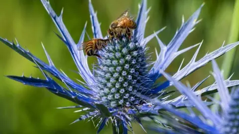Kotúč modrastý (Eryngium) s modrofialovým kvetom, na ktorom zbierajú nektár včely.