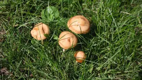 Huby rastúce na trávniku po daždi.