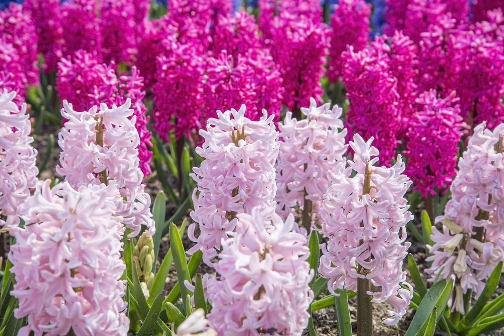 Záhon plný kvitnúcich hyacintov v ružovej a fialovej farbe počas jari