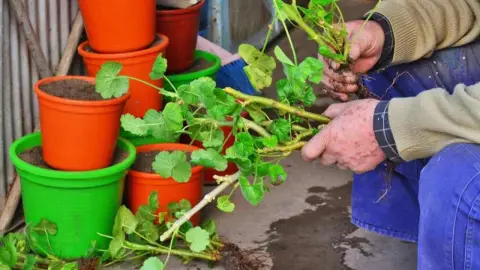 Jesenné rozmnožovanie muškátov – odoberanie a príprava odrezkov na výsadbu do črepníkov.