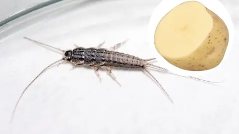 Polovica surového zemiaka položená na dlažbe v kúpeľni – jednoduchá návnada na rybenky.