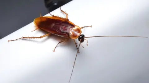 Šváb lezúci po bielej rúre ako symbol problému so škodcami v domácnosti.