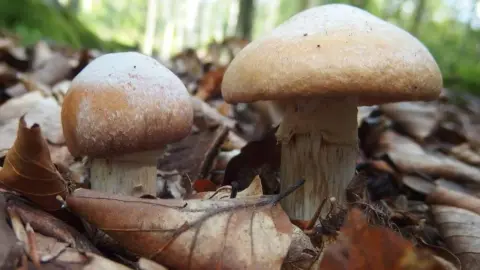 Pavučinovec inovaťový rastúci v ihličnatom lese na machu