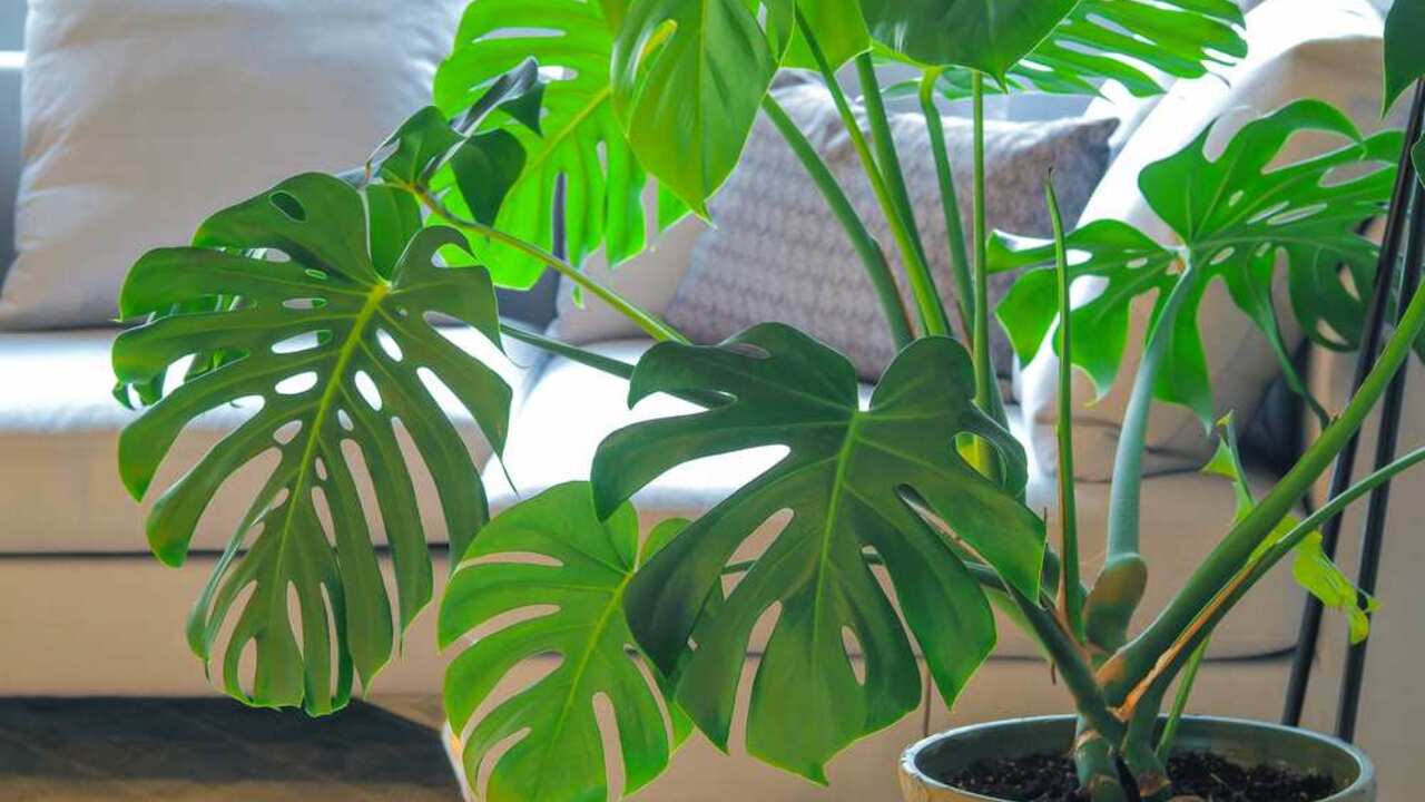 Zdrav&aacute; monstera s veľk&yacute;mi zelen&yacute;mi listami v ob&yacute;vačke pri pohovke.