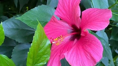 Hibiskus s veľkým červeným kvetom a lesklými listami na svetlom mieste v interiéri.