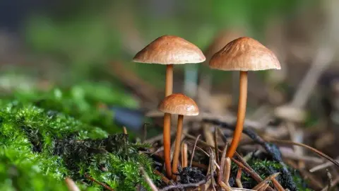 Tanečnica cesnaková rastúca na odumretom konári v lese.