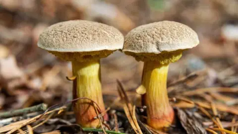 Suchohríb plstnatý (Xerocomus subtomentosus) rastúci na machovom podloží v lese.