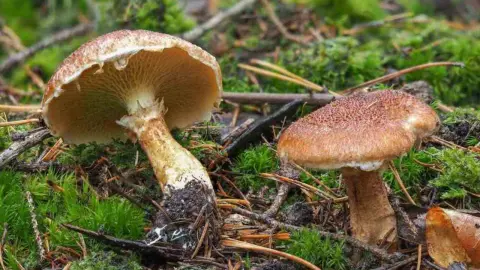 Hríbovec dutohlúbikový – šupinkatý klobúk a nepravidelné póry zblízka
