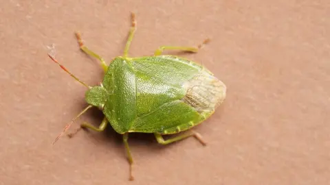 Detailný záber bzdochy zelenkastej (Palomena prasina) na hnedastom povrchu.