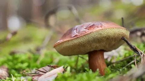 Suchohríb hnedý (máselňák) rastúci v machu v ihličnatom lese.