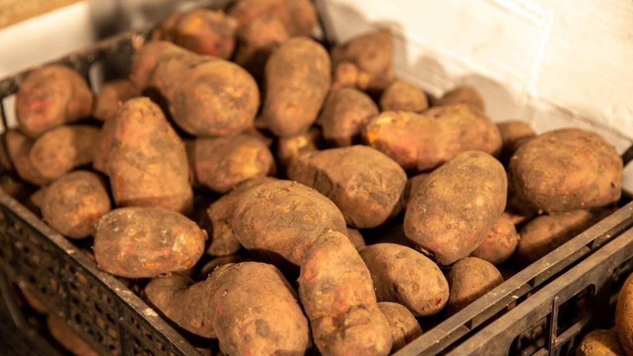 Zemiaky uložené v debne v pivnici pripravené na zimné skladovanie.