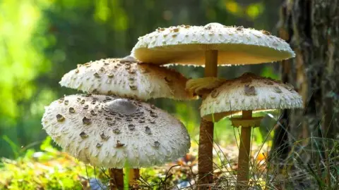 Bedle vysoké (Macrolepiota procera) rastúce v lese počas slnečného dňa. Detailný záber klobúkov a hlúbikov.