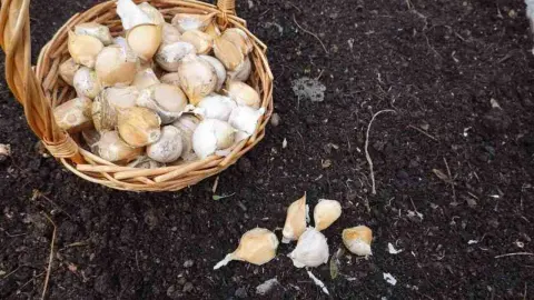 Strúčiky slonieho cesnaku pripravené na výsadbu v záhrade