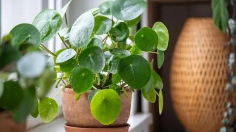 Zdravá rastlina Pilea peperomioides v hlinenom kvetináči umiestnená na parapete pri okne.