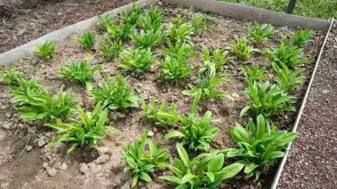 Rastlina, ktorá sa vyrovná zlatu. Zasaďte ju teraz do záhrady