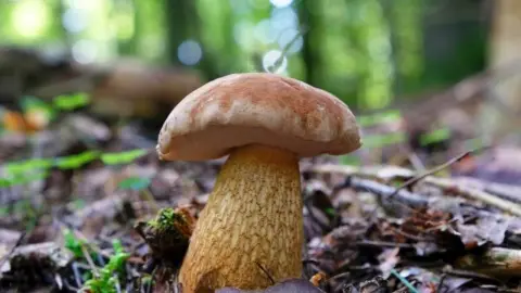 Hríb žlčníkový (Tylopilus felleus) v lese – svetlohnedý klobúk a typický tmavý vzor na hrubom hlúbiku