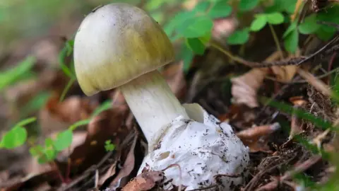 Muchotrávka zelená – smrteľne jedovatá huba v lese