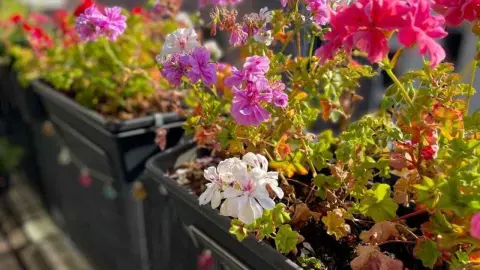 Muškáty kvitnúce na balkóne počas jesene.
