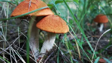 Kozák dubový s oranžovohnedým klobúkom rastie medzi trávou na okraji lesa.