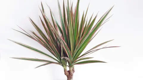 Dracaena marginata s dlhými zelenými listami s červeným lemom, pestovaná ako izbová rastlina.