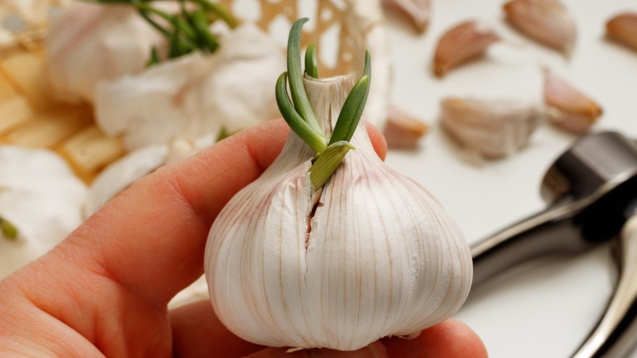 Hlava cesnaku so zelenými klíčkami vyrastajúcimi zo strúčikov