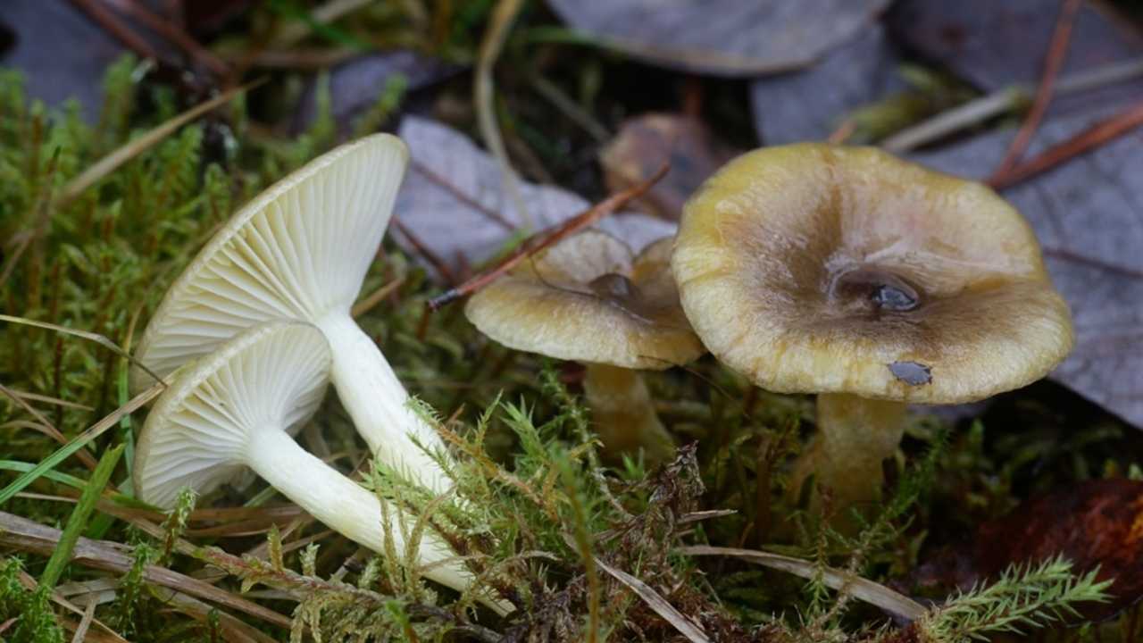 Šťavnačka mrazová rastúca pod ihličnanmi v neskorej jeseni