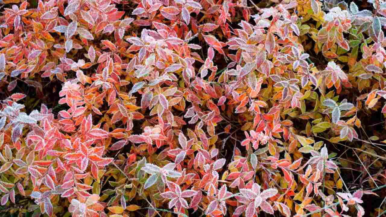 Ker čučoriedky pokrytý jemnou vrstvou mrazu počas jesenného/zimného rána.