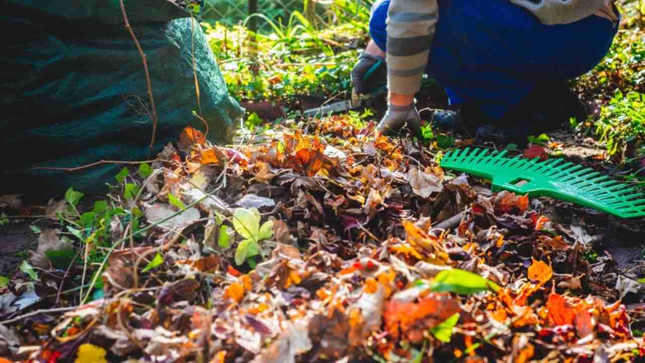 Jesenné upratovanie v záhrade – zber opadaných listov spod ružových kríkov ako prevencia pred chorobami.