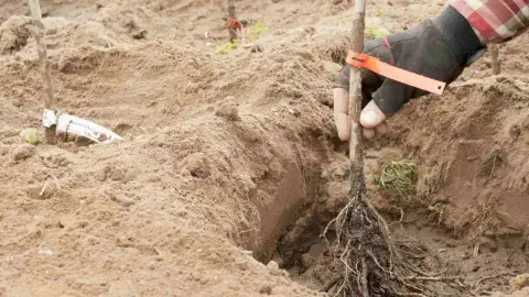 Sadenie čiernych ríbezlí v jesennej záhrade