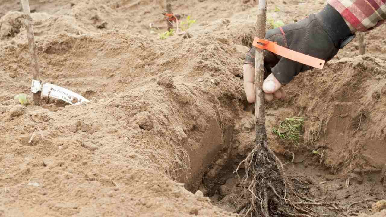 Sadenie čiernych ríbezlí v jesennej záhrade