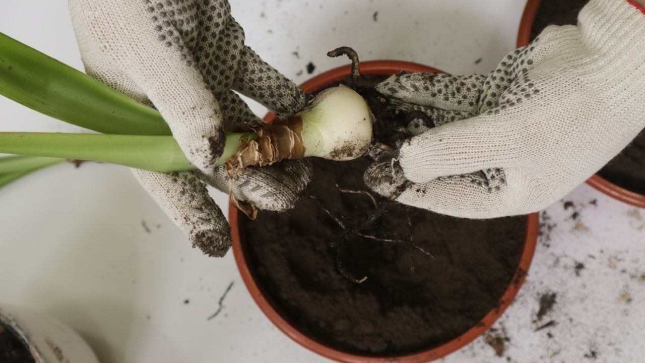 Výsadba cibule amarylisu do črepníka počas jesene
