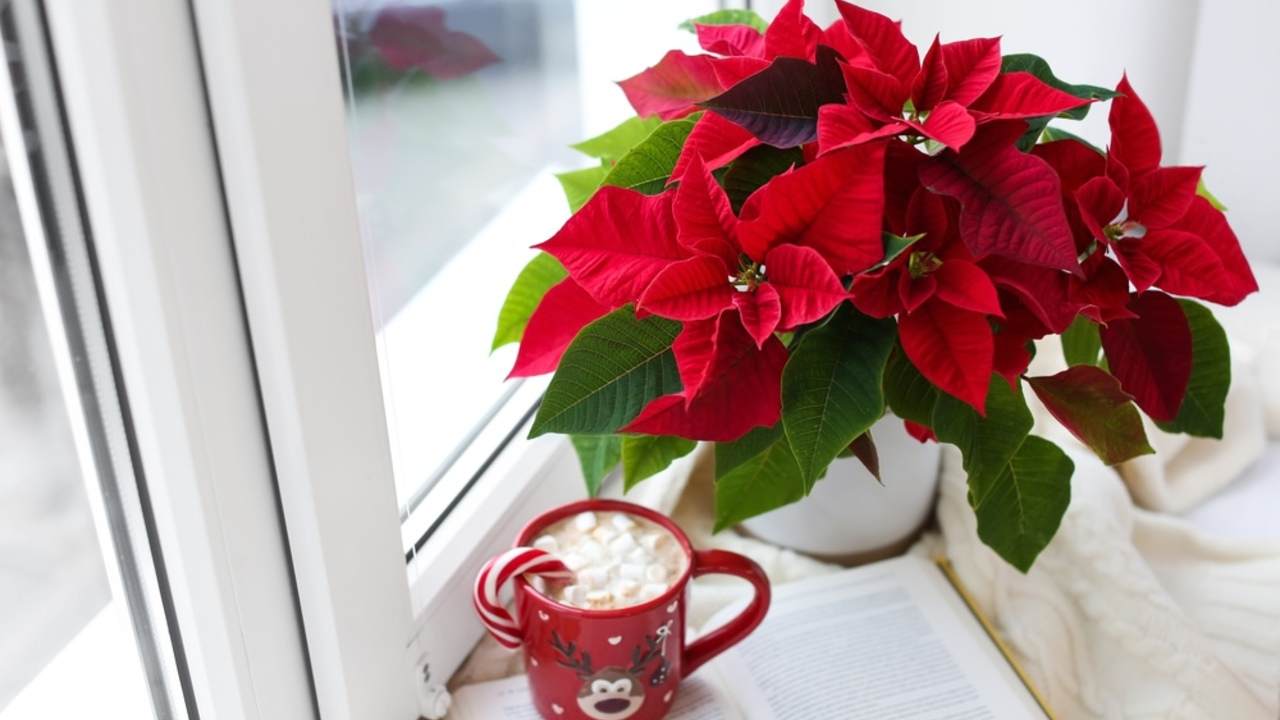 Vianočná ruža v bielom črepníku na parapete s hrnčekom horúcej čokolády