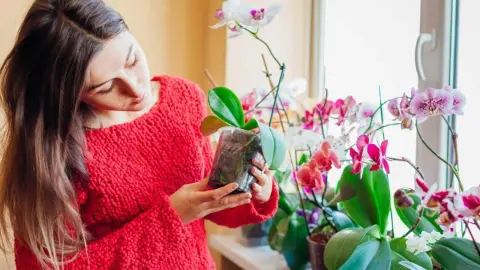 Žena v červenom svetri kontroluje korene orchidey v črepníku pri okne plnom kvitnúcich rastlín.