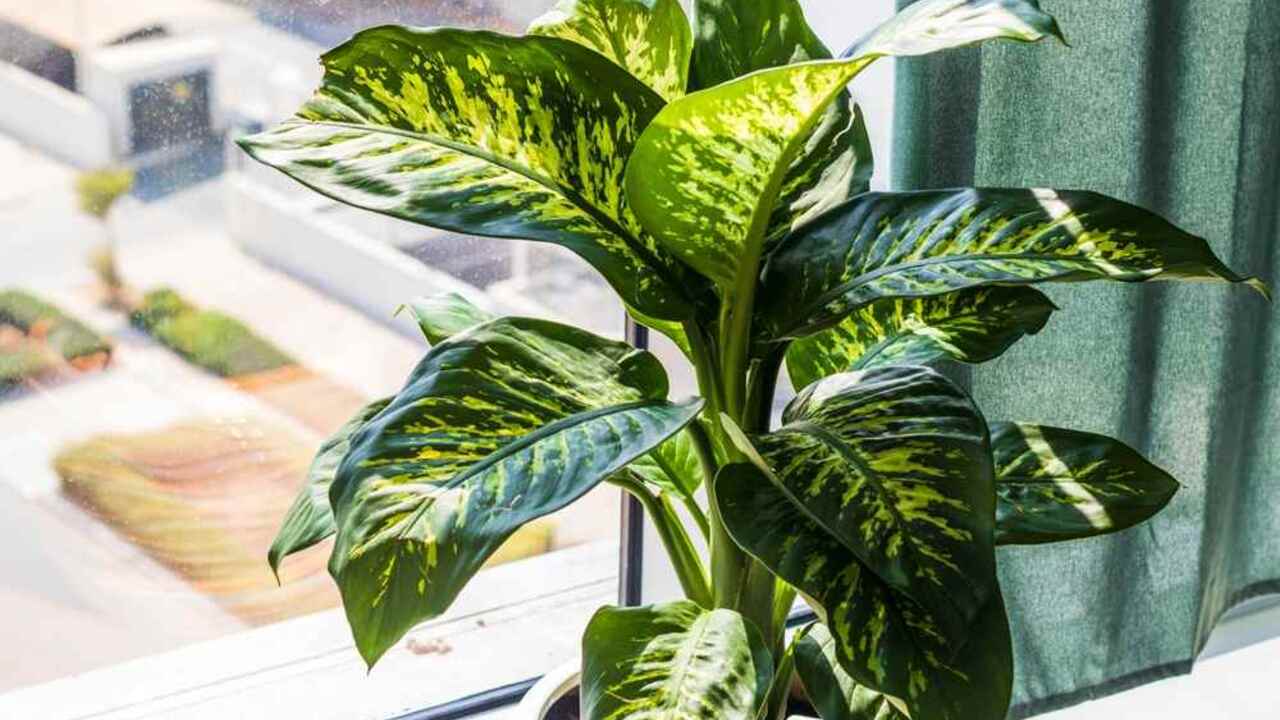 Difenbachia pri okne s výrazne vzorovanými listami v modernom interiéri